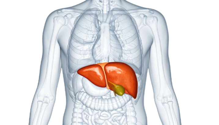 human liver anatomy illustration showing how the liver processes toxins in the body