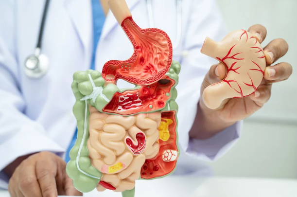 digestive system model illustrating what happens during digestion from mouth to intestines