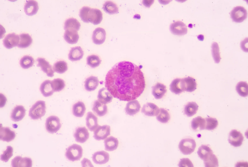 white blood cell among red blood cells illustrating what your immune system does all day